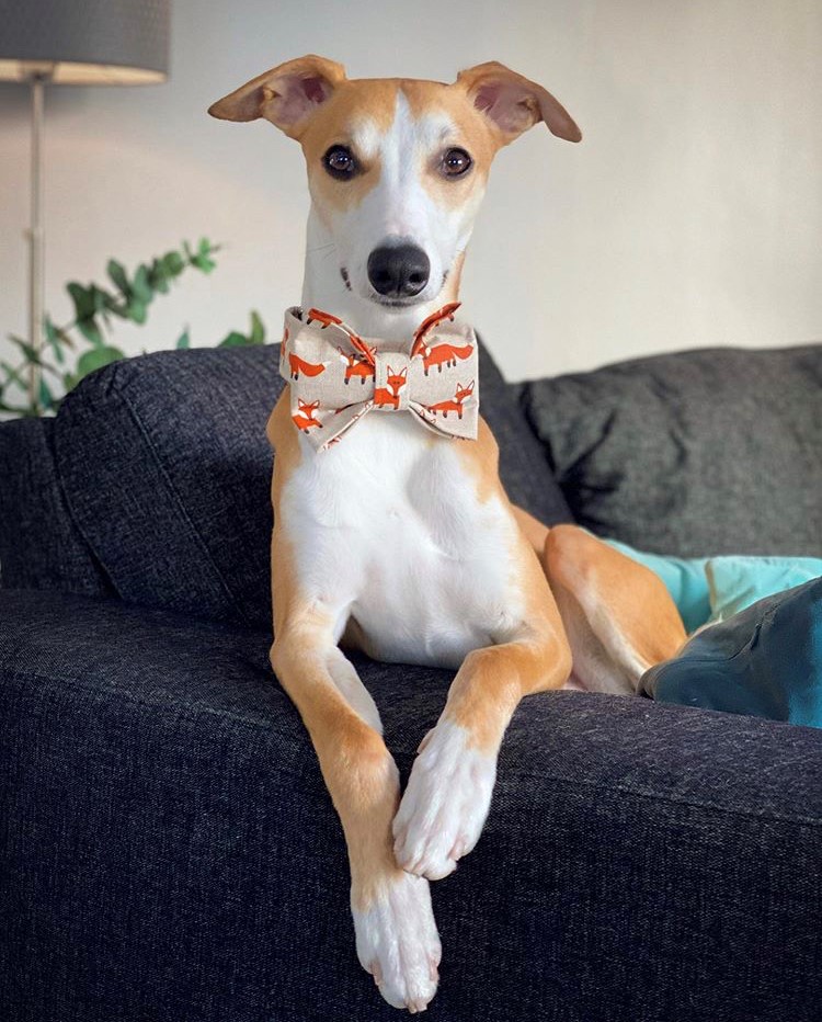 Foxy Bow Tie bellabowsboutique